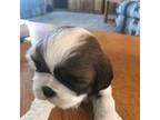 Shih Tzu Puppy for sale in Jefferson, CO, USA