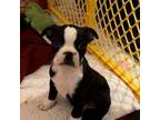 Boston Terrier Puppy for sale in Gloucester City, NJ, USA
