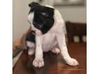 Boston Terrier Puppy for sale in Gloucester City, NJ, USA