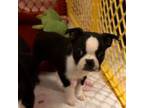 Boston Terrier Puppy for sale in Gloucester City, NJ, USA