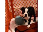 Boston Terrier Puppy for sale in Gloucester City, NJ, USA