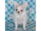 Chihuahua Puppy for sale in Carthage, MO, USA