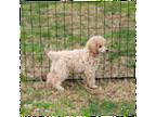 Mutt Puppy for sale in Edgemoor, SC, USA