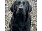 Labrador Retriever Puppy for sale in Stroudsburg, PA, USA