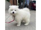 Samoyed Puppy for sale in Tampa, FL, USA
