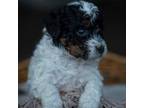 Mutt Puppy for sale in Swain, NY, USA