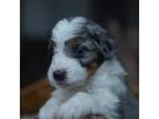 Mutt Puppy for sale in Swain, NY, USA