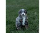 Mutt Puppy for sale in Swain, NY, USA