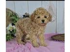 Poodle (Toy) Puppy for sale in New Paris, IN, USA