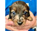 Dachshund Puppy for sale in Bear Creek, NC, USA