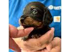 Dachshund Puppy for sale in Bear Creek, NC, USA