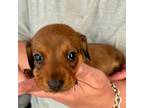 Dachshund Puppy for sale in Bear Creek, NC, USA