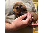 Dachshund Puppy for sale in Bear Creek, NC, USA