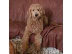 Goldendoodle Puppy for sale in Enfield, CT, USA
