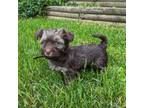 Havanese Puppy for sale in Zanesville, OH, USA