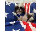 Shih Tzu Puppy for sale in Merritt Island, FL, USA