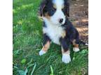 Bernese Mountain Dog Puppy for sale in Jeromesville, OH, USA