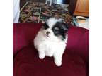 Pomeranian Puppy for sale in Rothschild, WI, USA