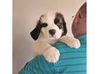 Saint Bernard Puppy for sale in Plum City, WI, USA