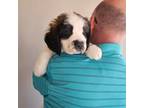 Saint Bernard Puppy for sale in Plum City, WI, USA