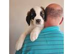 Saint Bernard Puppy for sale in Plum City, WI, USA