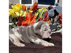 Bulldog Puppy for sale in Durango, CO, USA