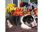 Bulldog Puppy for sale in Durango, CO, USA