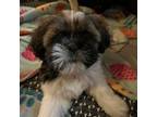 Shih Tzu Puppy for sale in Hanford, CA, USA