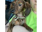 Dachshund Puppy for sale in Mountain Grove, MO, USA