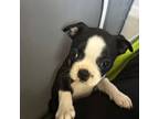 Boston Terrier Puppy for sale in Plainfield, IN, USA