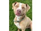 Adopt Roy a Pit Bull Terrier, Mixed Breed