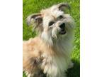 Adopt Teddy a Shih Tzu, Mixed Breed