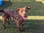 Adopt Grayson a Labrador Retriever, Mixed Breed