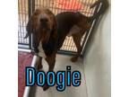 Adopt Doogie 123656 a Coonhound