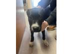Adopt Remi 29992 a Pit Bull Terrier, Mixed Breed