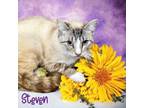 Adopt Steven 123675 a Domestic Short Hair