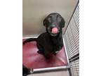 Adopt Jackson 30079 a Labrador Retriever, Mixed Breed