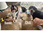 Adopt Bandit & Chili a Australian Shepherd, German Shepherd Dog