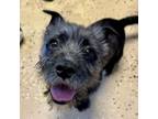 Adopt Oliver a Cairn Terrier