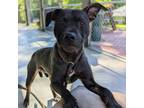 Adopt Oak a Black Labrador Retriever, Pit Bull Terrier