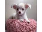 Chihuahua Puppy for sale in Albuquerque, NM, USA