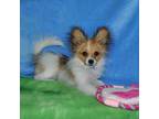 Papillon Puppy for sale in New Haven, MI, USA