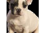 French Bulldog Puppy for sale in Cottage Grove, OR, USA