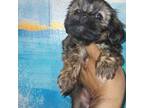 Lhasa Apso Puppy for sale in Baltimore, MD, USA