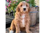 Goldendoodle Puppy for sale in Denton, TX, USA
