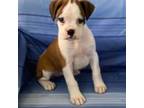 Boxer Puppy for sale in Methuen, MA, USA