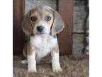 Beagle Puppy for sale in West Plains, MO, USA