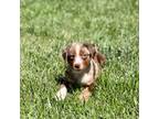 Miniature Australian Shepherd Puppy for sale in Lincoln, CA, USA