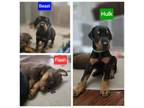 Doberman Pinscher Puppy for sale in Clearwater, FL, USA