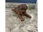 Goldendoodle Puppy for sale in Arcola, IL, USA